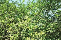 尊龙凯时,油茶莳植生产加工销售,植物油莳植生产加工销售